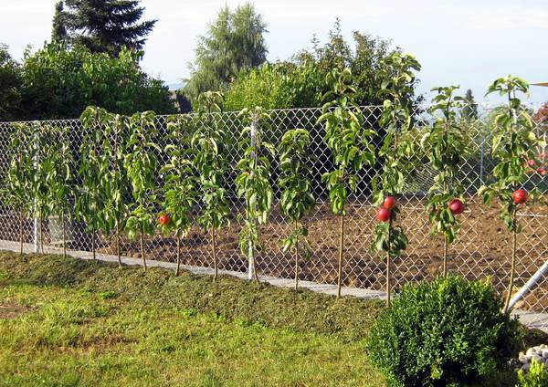 Vasyugan - columnar apple tree, its characteristics