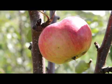 Vasyugan - columnar apple tree, its characteristics