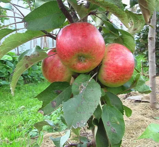 Vasyugan columnar apple tree: description, pollinators, photos and reviews