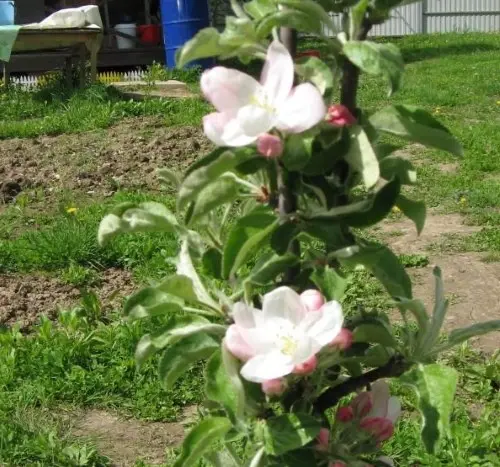 Vasyugan columnar apple tree: description, pollinators, photos and reviews