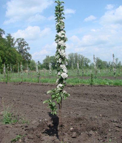 Vasyugan columnar apple tree: description, pollinators, photos and reviews