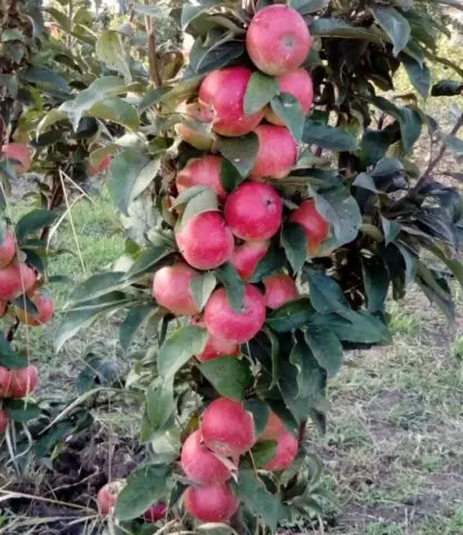 Vasyugan columnar apple tree: description, pollinators, photos and reviews