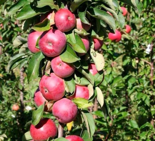 Vasyugan columnar apple tree: description, pollinators, photos and reviews