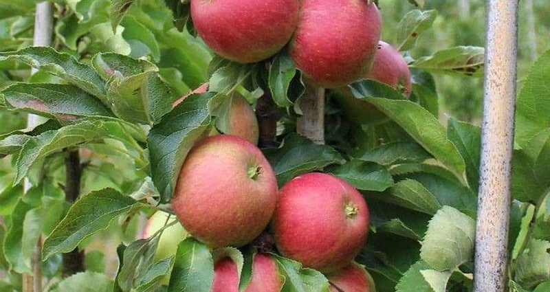 Vasyugan &#8211; columnar apple tree, its characteristics