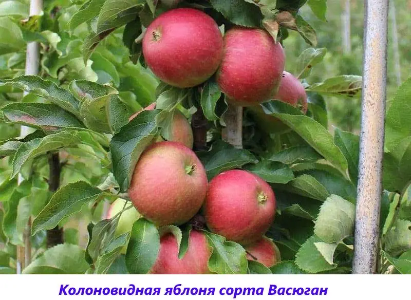 Vasyugan &#8211; columnar apple tree, its characteristics