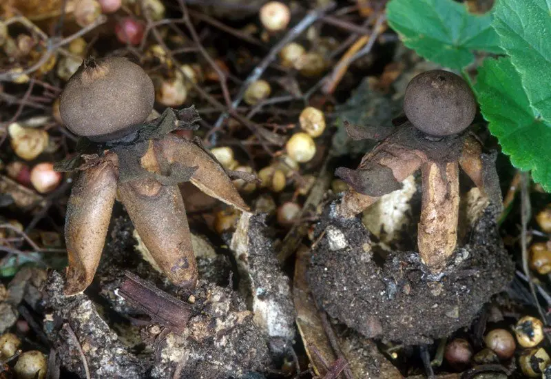 Vaulted starfish (Geastrum fornicatum) photo and description