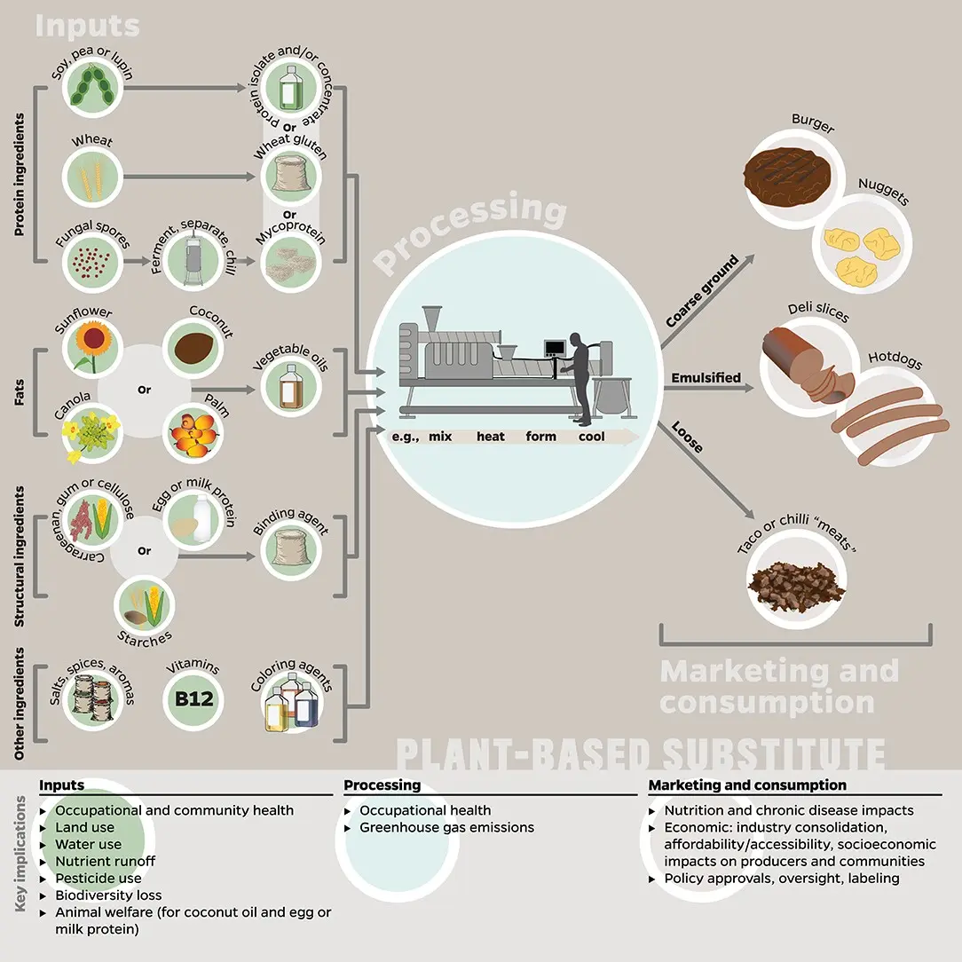 Veganism &#8211; rules, safety, substitutes [EXPLAINED]