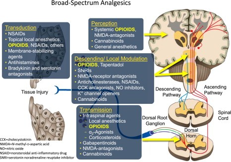 Vegantalgin H with analgesic effect. Drug interactions and side effects