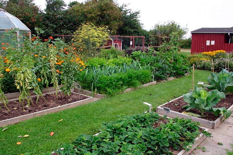 Vegetable crop rotation table in the garden