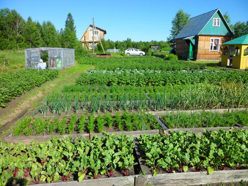 Vegetable crop rotation table in the garden