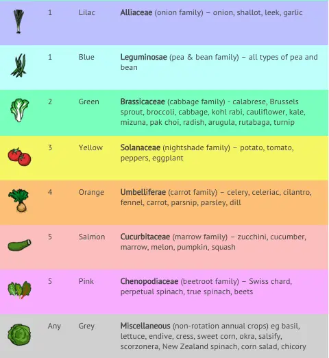 Vegetable crop rotation table in the garden