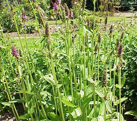 Vegetable culture Chinese artichoke