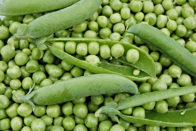 Vegetable peas Oscar Agro: variety description with photo