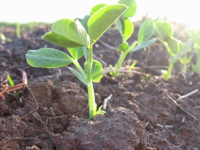 Vegetable peas Oscar Agro: variety description with photo