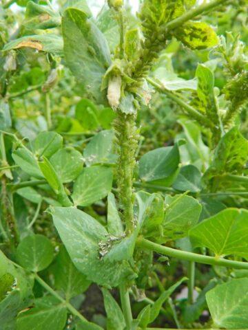 Vegetable peas Oscar Agro: variety description with photo