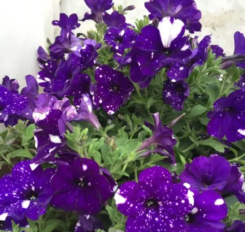 Vegetative ampelous petunia Night Sky (Starry night): photos and reviews