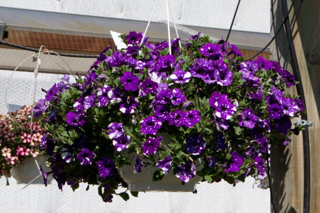 Vegetative ampelous petunia Night Sky (Starry night): photos and reviews