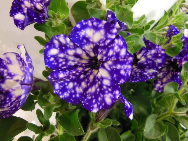 Vegetative ampelous petunia Night Sky (Starry night): photos and reviews