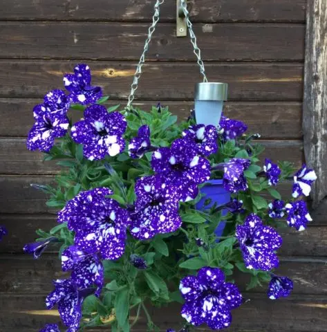 Vegetative ampelous petunia Night Sky (Starry night): photos and reviews