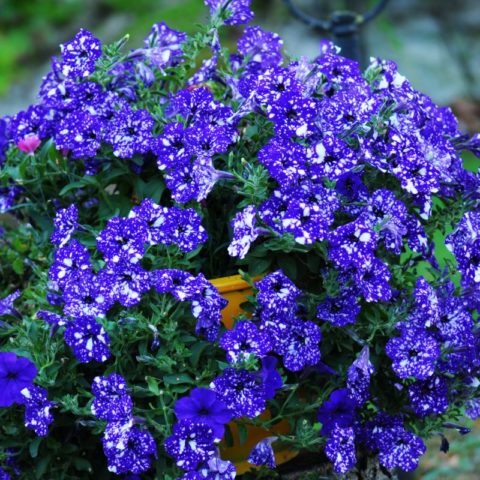 Vegetative ampelous petunia Night Sky (Starry night): photos and reviews