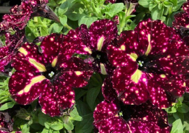 Vegetative petunia: planting and care, varieties, photos, names, videos