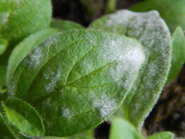 Vegetative petunia: planting and care, varieties, photos, names, videos