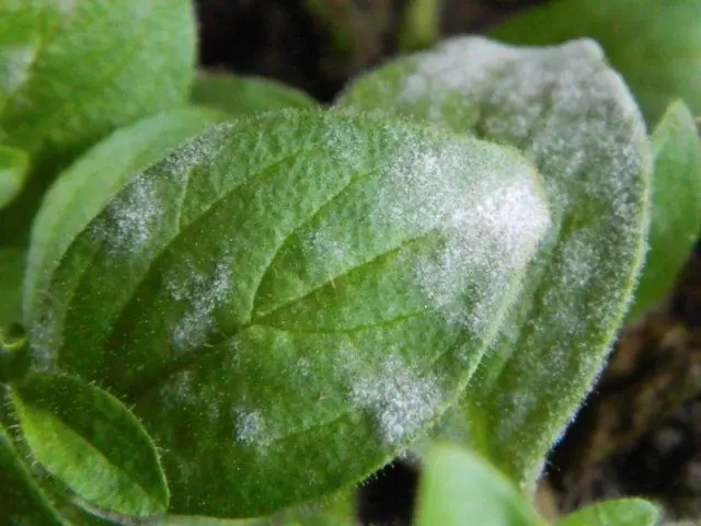 Vegetative petunia: planting and care, varieties, photos, names, videos