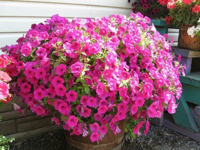 Vegetative petunia: planting and care, varieties, photos, names, videos