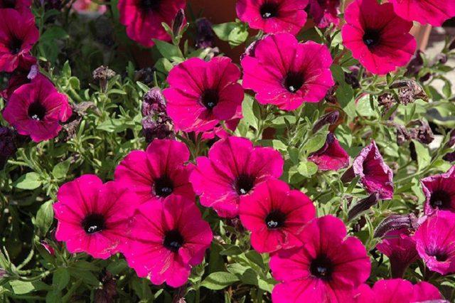 Vegetative petunia: planting and care, varieties, photos, names, videos