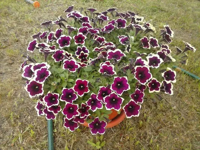 Vegetative petunia: planting and care, varieties, photos, names, videos