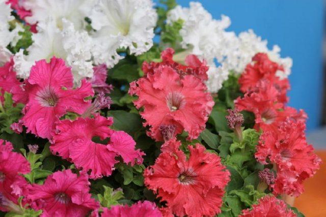 Vegetative petunia: planting and care, varieties, photos, names, videos