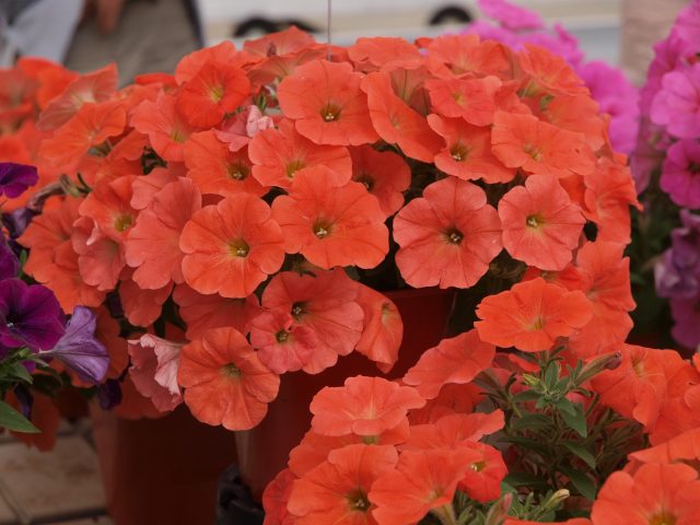 Vegetative petunia: planting and care, varieties, photos, names, videos