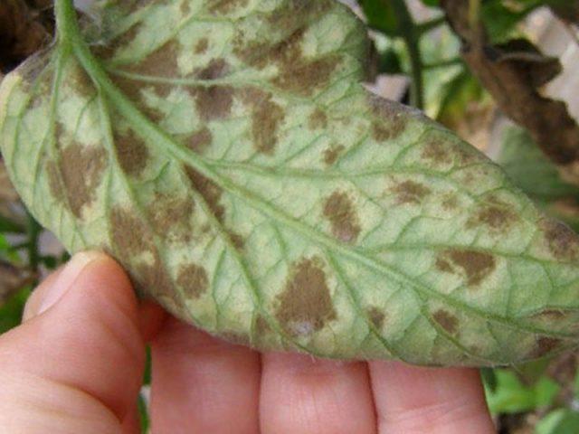 Vegetative petunia: planting and care, varieties, photos, names, videos