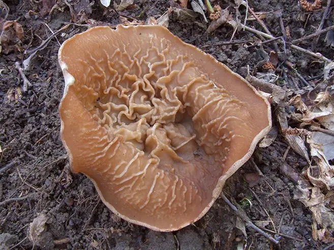 Veined saucer (Disciotis venosa) photo and description