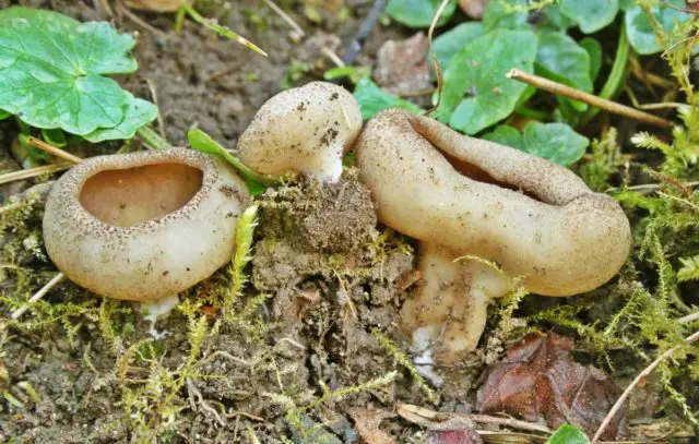 Veined saucer: what it looks like and where it grows