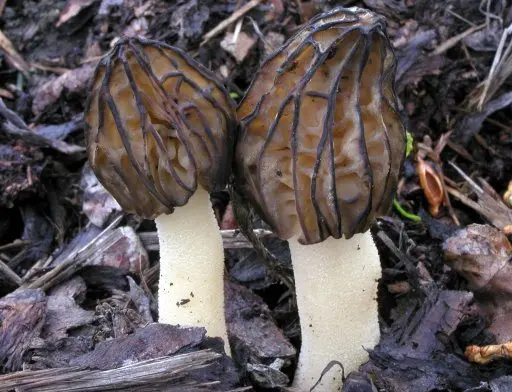 Veined saucer: what it looks like and where it grows