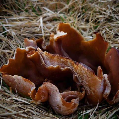 Veined saucer: what it looks like and where it grows