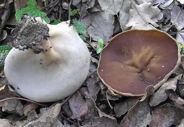 Veined saucer: what it looks like and where it grows