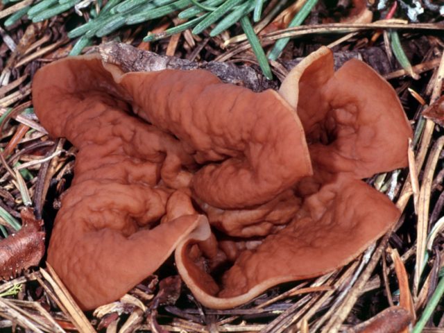 Veined saucer: what it looks like and where it grows