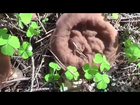 Veined saucer: what it looks like and where it grows