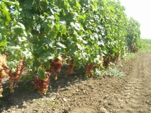 Veles grape variety: features, description, characteristics