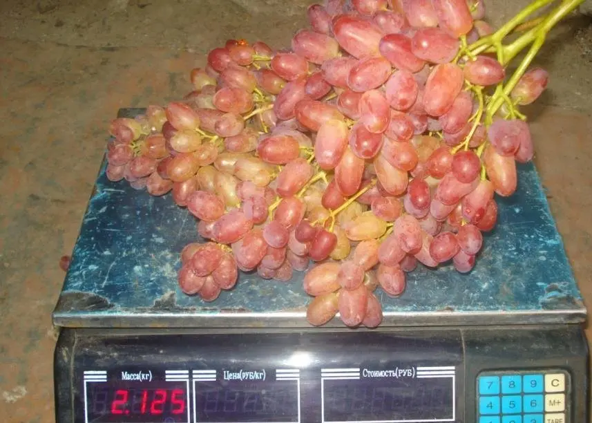 Veles grape variety: features, description, characteristics