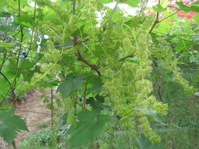 Veles grape variety: features, description, characteristics