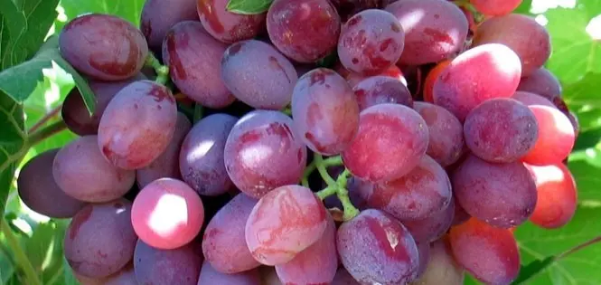 Veles grape variety: features, description, characteristics