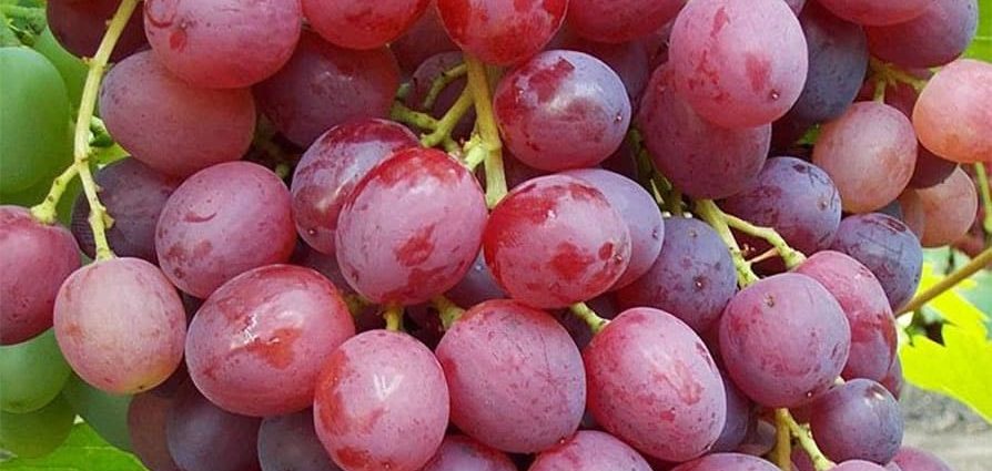 Veles grape variety: features, description, characteristics