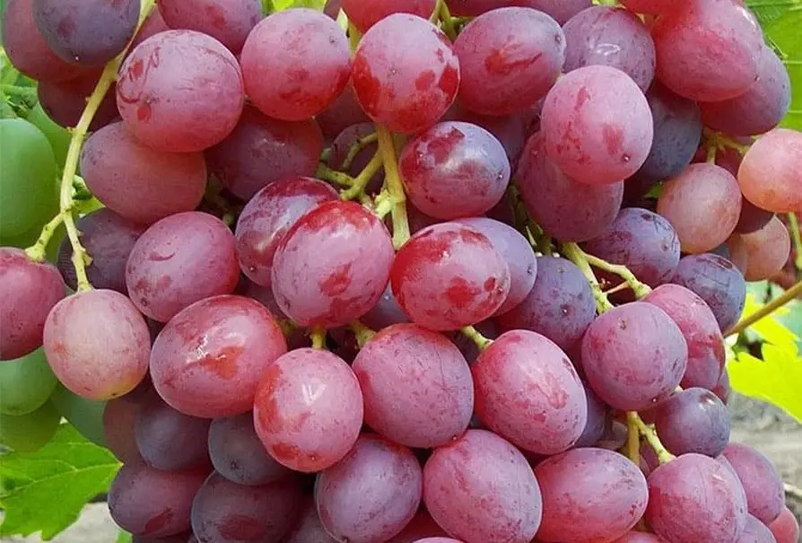 Veles grape variety: features, description, characteristics