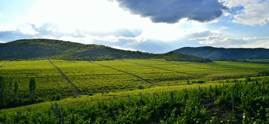 Veles vineyard