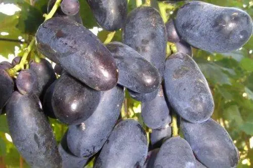 Velika grape variety