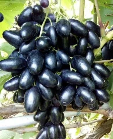 Velika grape variety