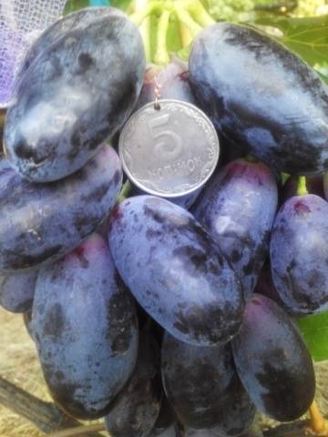 Velika grape variety